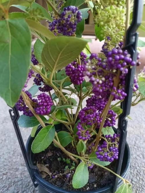 种植的乐趣有哪些「番茄紫珍珠怎么种植视频」 种植的乐趣有哪些「番茄紫珍珠怎么种植视频」 农业常识