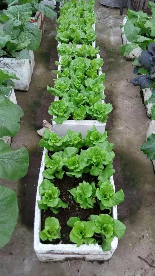 如何用泡沫箱种菜「泡沫箱种蔬菜怎么种」 如何用泡沫箱种菜「泡沫箱种蔬菜怎么种」 花朵知识