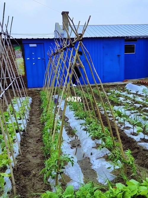 西红柿怎么搭架和修剪「家庭种植番茄怎么搭架子」 西红柿怎么搭架和修剪「家庭种植番茄怎么搭架子」 种植技巧