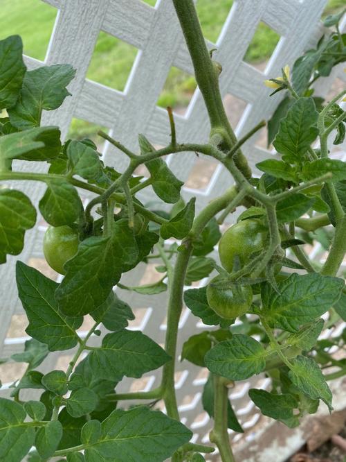 葱茬能栽西红柿吗「小葱不吃番茄怎么种植视频」 葱茬能栽西红柿吗「小葱不吃番茄怎么种植视频」 番茄种植技巧