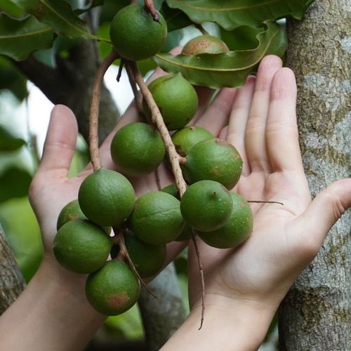 坚果可以打苗吗「坚果水果蔬菜种植小技巧视频」 坚果可以打苗吗「坚果水果蔬菜种植小技巧视频」 种植技巧