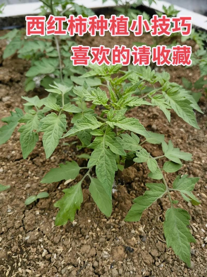 西红柿种植方法「怎么才能种植番茄呢视频」 西红柿种植方法「怎么才能种植番茄呢视频」 植物种类