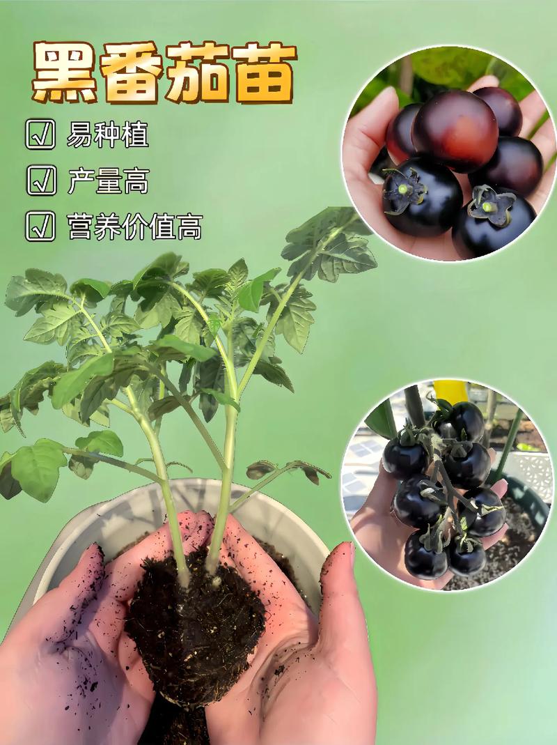 小黑飞对番茄有危害吗「小黑番茄苗怎么种植视频」 小黑飞对番茄有危害吗「小黑番茄苗怎么种植视频」 番茄种植技巧