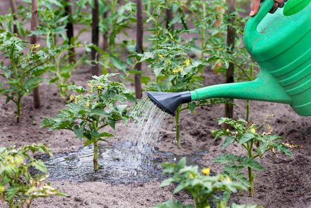 西红柿的种植管理如何浇水施肥「种植番茄怎么浇水最好」 西红柿的种植管理如何浇水施肥「种植番茄怎么浇水最好」 土壤施肥