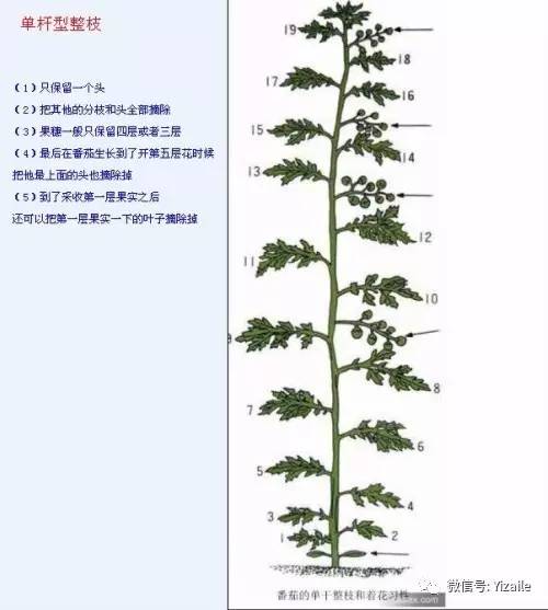番茄红的正确使用方法「破碎森林番茄怎么种植的」 番茄红的正确使用方法「破碎森林番茄怎么种植的」 花朵知识