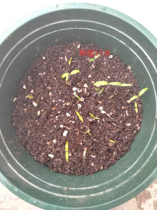 西红柿摘侧芽的方法与技术「番茄侧芽秋播怎么种植好呢」 西红柿摘侧芽的方法与技术「番茄侧芽秋播怎么种植好呢」 种植技巧