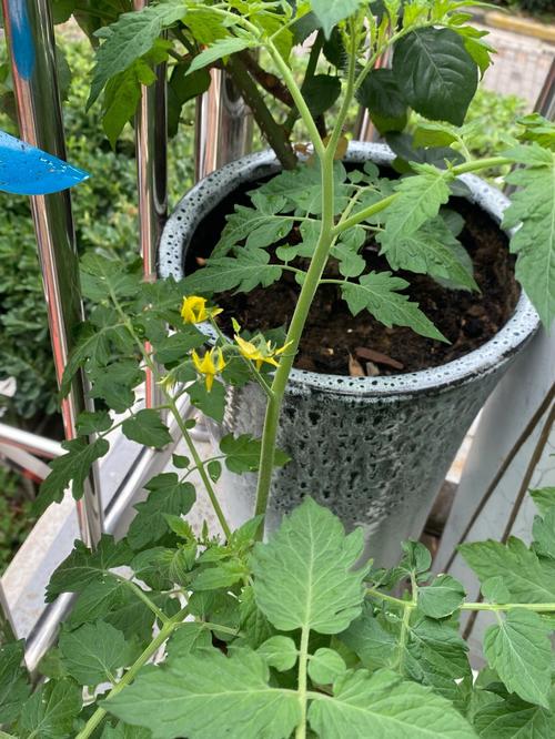 蓝色妖姬西红柿种子的种植方法「番茄种植怎么放草木灰」 蓝色妖姬西红柿种子的种植方法「番茄种植怎么放草木灰」 花朵知识
