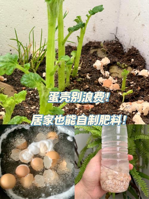 水果沤肥的液体在蔬菜种植过程怎么使用「大桶种小番茄怎么种植的」 水果沤肥的液体在蔬菜种植过程怎么使用「大桶种小番茄怎么种植的」 番茄病虫害防治