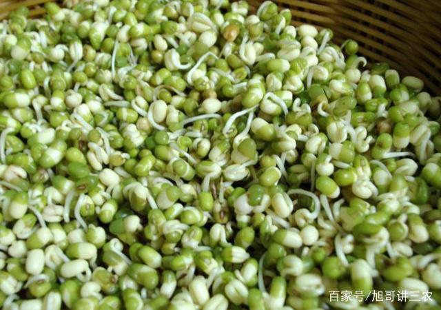 在农村,绿豆怎么样种植,绿豆能降暑是真的吗「蔬菜种植小技巧绿豆芽视频」 农业常识 在农村,绿豆怎么样种植,绿豆能降暑是真的吗「蔬菜种植小技巧绿豆芽视频」 在农村,绿豆怎么样种植,绿豆能降暑是真的吗「蔬菜种植小技巧绿豆芽视频」 农业常识