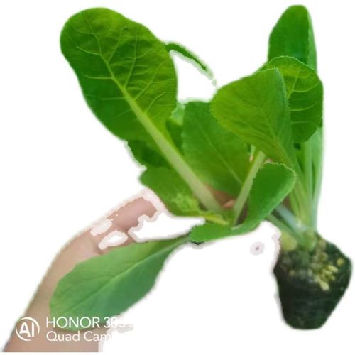 甘蓝苗和花菜苗不断倒伏死亡是怎么回事？怎么办「蔬菜种植防倒伏技巧视频」 甘蓝苗和花菜苗不断倒伏死亡是怎么回事？怎么办「蔬菜种植防倒伏技巧视频」 番茄种植技巧