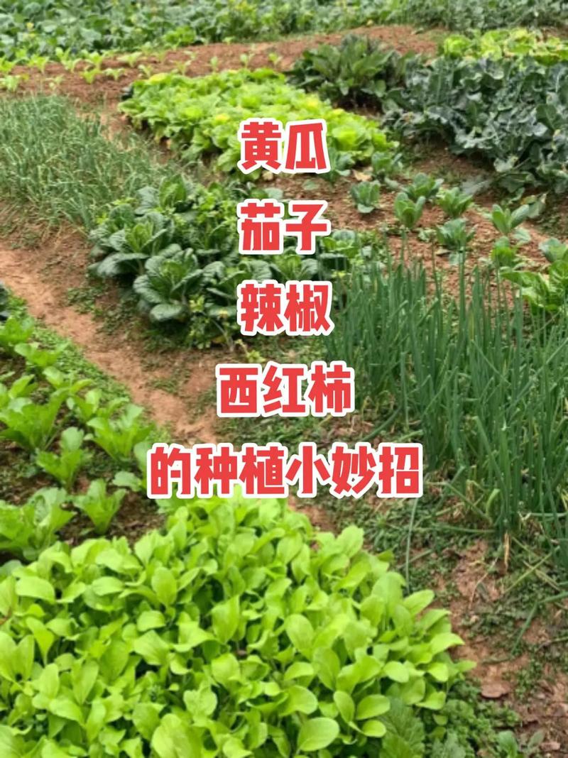 茄子和西红柿种植要隔多少距离「茄子番茄苗怎么种植的视频」 茄子和西红柿种植要隔多少距离「茄子番茄苗怎么种植的视频」 种植技巧