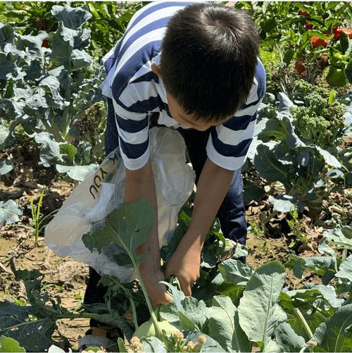种菜总是被鸟糟蹋了，怎么办「仿真番茄枝条怎么种植视频」 种菜总是被鸟糟蹋了，怎么办「仿真番茄枝条怎么种植视频」 植物种类