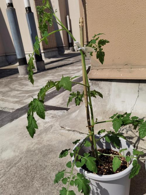 番茄盆栽种植方法和注意事项「大花盆种植番茄怎么种植视频」 番茄盆栽种植方法和注意事项「大花盆种植番茄怎么种植视频」 种植技巧