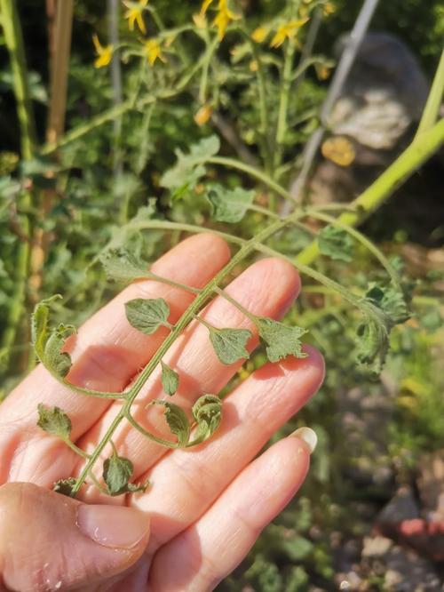 治蚜虫用什么方法比较好「种植番茄喷管怎么摆放的视频」 治蚜虫用什么方法比较好「种植番茄喷管怎么摆放的视频」 植物种类