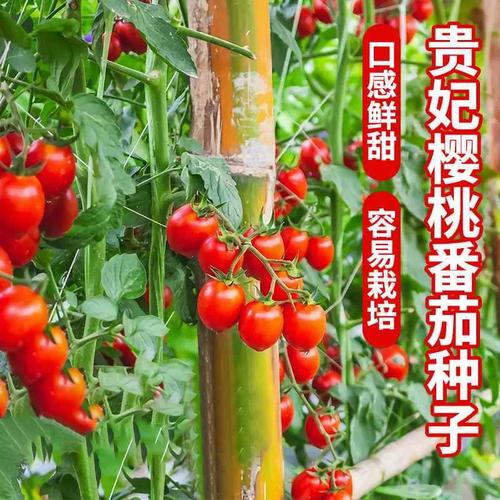 红贵妃水果番茄种植方法「红番茄该怎么种植方法视频」 红贵妃水果番茄种植方法「红番茄该怎么种植方法视频」 土壤施肥