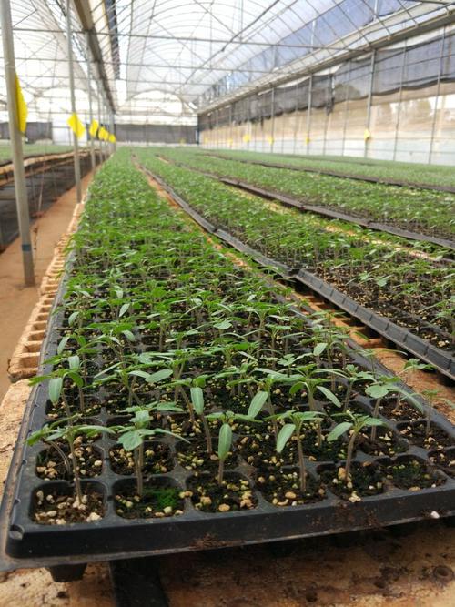 茄子西红柿秧子苗黄不长喷点尿素行吗「小番茄茄子苗怎么种植视频」 茄子西红柿秧子苗黄不长喷点尿素行吗「小番茄茄子苗怎么种植视频」 种植技巧