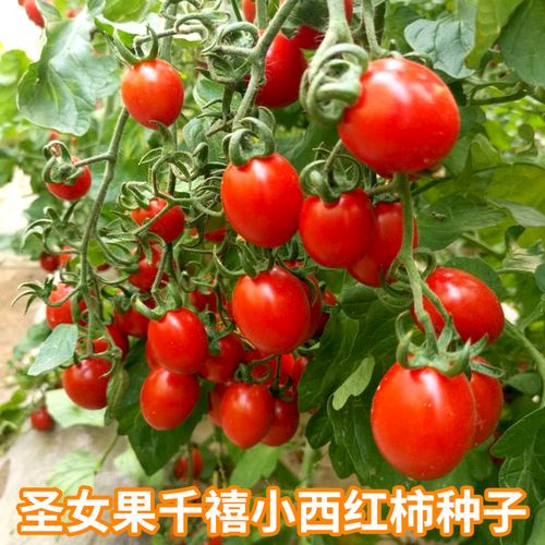千禧番茄种子种植方法「散装番茄种子怎么种植的」 千禧番茄种子种植方法「散装番茄种子怎么种植的」 番茄病虫害防治