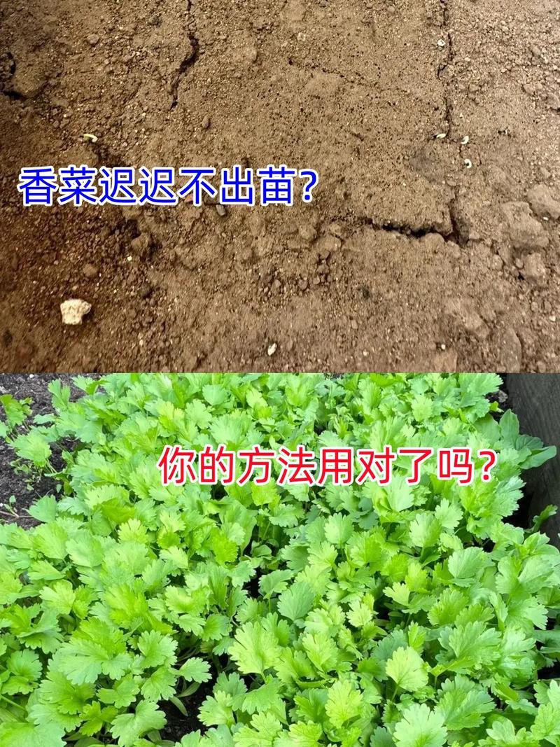 香菜种植方法与步骤「香菜蔬菜种植技巧和方法视频」 香菜种植方法与步骤「香菜蔬菜种植技巧和方法视频」 种植技巧