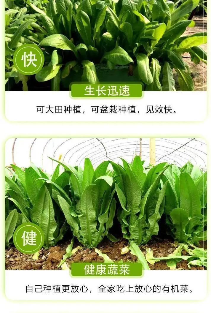 油麦菜的种植方法「蔬菜种植技巧油麦菜图片」 油麦菜的种植方法「蔬菜种植技巧油麦菜图片」 种植技巧