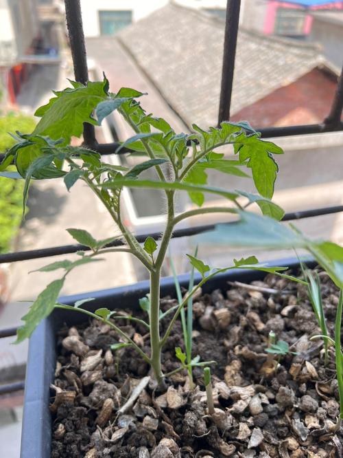 小番茄结果后怎么修枝「种植番茄树怎么修剪好看图片」 小番茄结果后怎么修枝「种植番茄树怎么修剪好看图片」 花朵知识