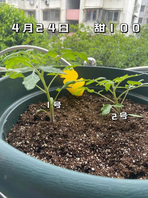 鲜西红柿种子的种植方法「生番茄种子怎么种植视频」 鲜西红柿种子的种植方法「生番茄种子怎么种植视频」 番茄种植技巧