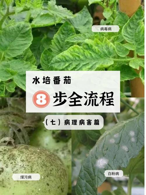 番茄溃疡病该怎么防治「番茄溃疡病的防治」 番茄溃疡病该怎么防治「番茄溃疡病的防治」 花朵知识