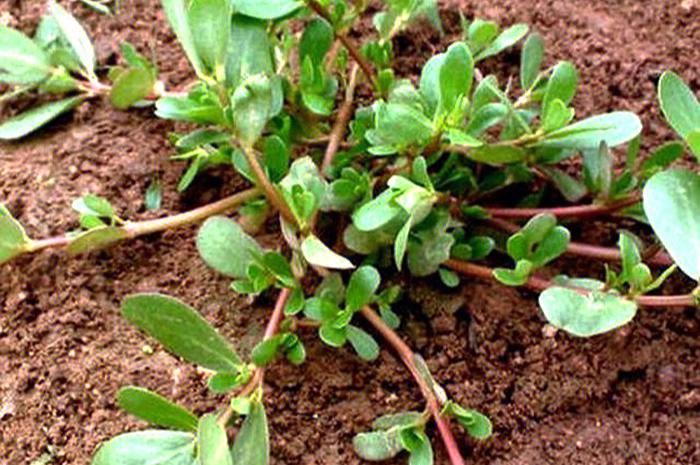 谁有马齿苋的栽培技术？可以奉献出来吗「蔬菜种植小技巧大全视频教程」 谁有马齿苋的栽培技术？可以奉献出来吗「蔬菜种植小技巧大全视频教程」 番茄种植技巧