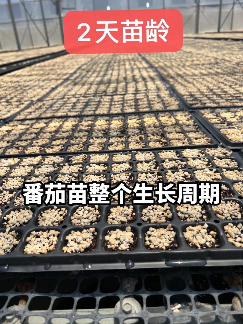 播种西红柿的正确方法「土地怎么种植番茄苗视频」 播种西红柿的正确方法「土地怎么种植番茄苗视频」 番茄病虫害防治