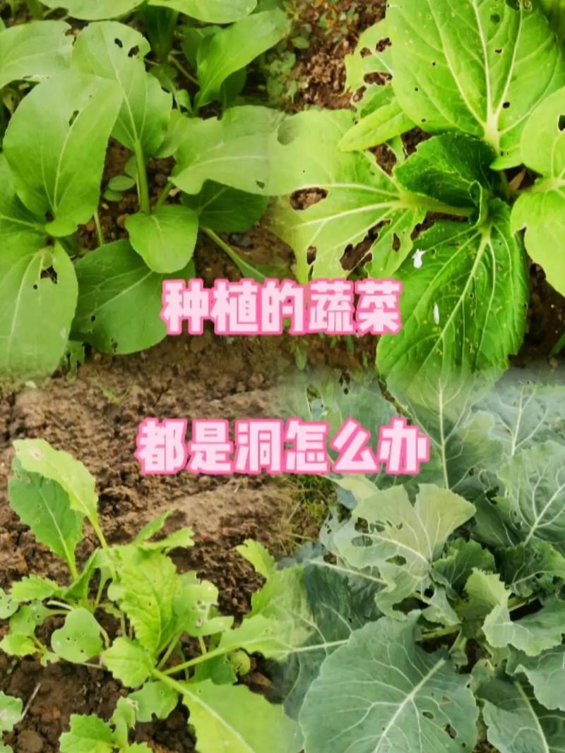 春季种植的蔬菜有哪些「春天蔬菜种植小技巧视频」 春季种植的蔬菜有哪些「春天蔬菜种植小技巧视频」 番茄病虫害防治