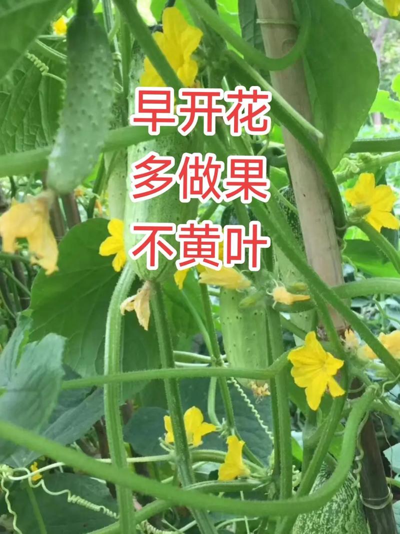 茄子黄瓜番茄如何育苗「黄瓜番茄怎么搭棚种植视频」 茄子黄瓜番茄如何育苗「黄瓜番茄怎么搭棚种植视频」 花朵知识