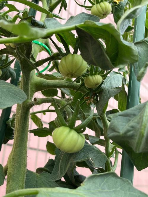 马蹄西红柿种植方法「马蹄番茄种植种子怎么种植」 花朵知识 马蹄西红柿种植方法「马蹄番茄种植种子怎么种植」 马蹄西红柿种植方法「马蹄番茄种植种子怎么种植」 花朵知识