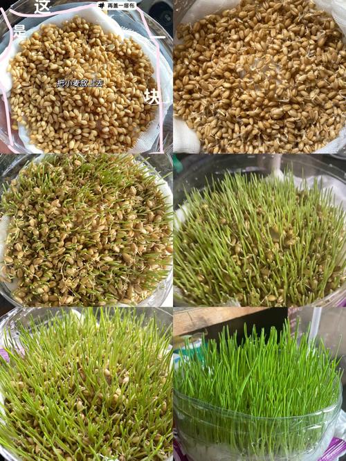 猫草在家如何种植「猫草水培蔬菜种植小技巧视频」 猫草在家如何种植「猫草水培蔬菜种植小技巧视频」 番茄病虫害防治