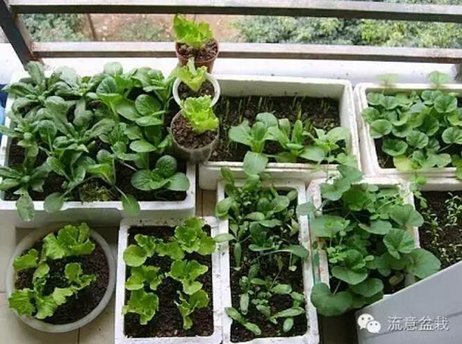 为什么阳台种快菜长得慢「阳台蔬菜种植速成技巧视频」 为什么阳台种快菜长得慢「阳台蔬菜种植速成技巧视频」 番茄病虫害防治