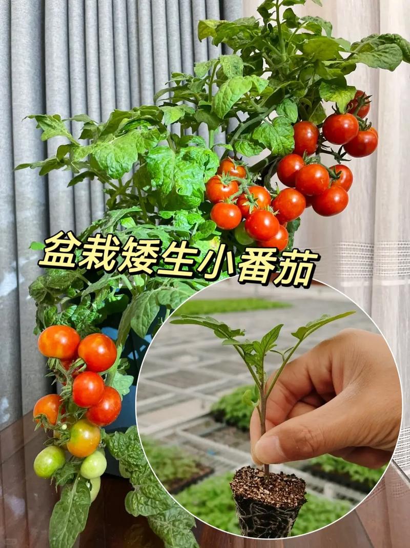 盆栽红番茄种植方法「番茄怎么种植盆栽视频」 盆栽红番茄种植方法「番茄怎么种植盆栽视频」 番茄种植技巧