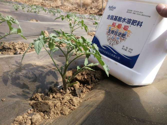 露天番茄种植，底肥用什么肥料好「越冬番茄种植底肥怎么施肥」 露天番茄种植，底肥用什么肥料好「越冬番茄种植底肥怎么施肥」 番茄种植技巧