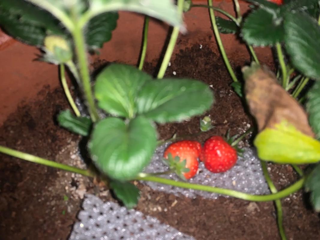 草莓西红柿种植方法「番茄草莓盆栽怎么种植视频」 草莓西红柿种植方法「番茄草莓盆栽怎么种植视频」 农业常识