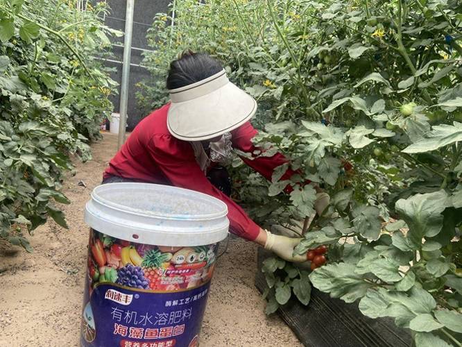 农村种植西红柿，怎样确定西红柿采收期？采收期应该掌握哪些技术「番茄水管怎么种植视频教程」 农村种植西红柿，怎样确定西红柿采收期？采收期应该掌握哪些技术「番茄水管怎么种植视频教程」 番茄种植技巧
