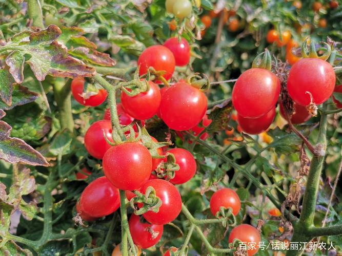 沿海滩涂及江河湖滩地区可种植什么作物「湛江小番茄怎么种植的」 沿海滩涂及江河湖滩地区可种植什么作物「湛江小番茄怎么种植的」 番茄病虫害防治