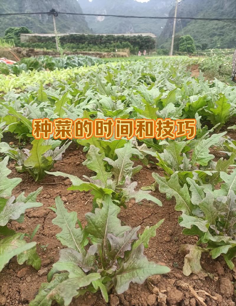 浙江11月份适合种植什么蔬菜「浙江蔬菜种植技巧和方法视频」 浙江11月份适合种植什么蔬菜「浙江蔬菜种植技巧和方法视频」 番茄种植技巧