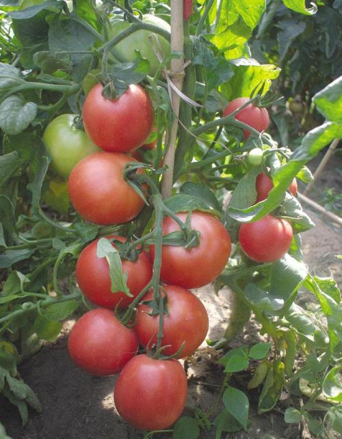 北方露天西红柿几月份种植最好「北京番茄怎么种植的视频」 北方露天西红柿几月份种植最好「北京番茄怎么种植的视频」 农业常识