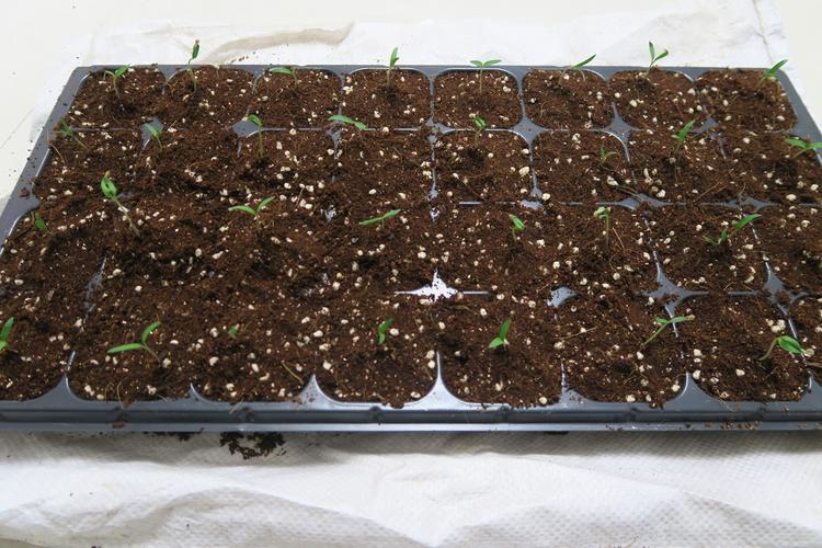迷你果怎么种植「袖珍番茄种子怎么种植视频」 迷你果怎么种植「袖珍番茄种子怎么种植视频」 植物种类