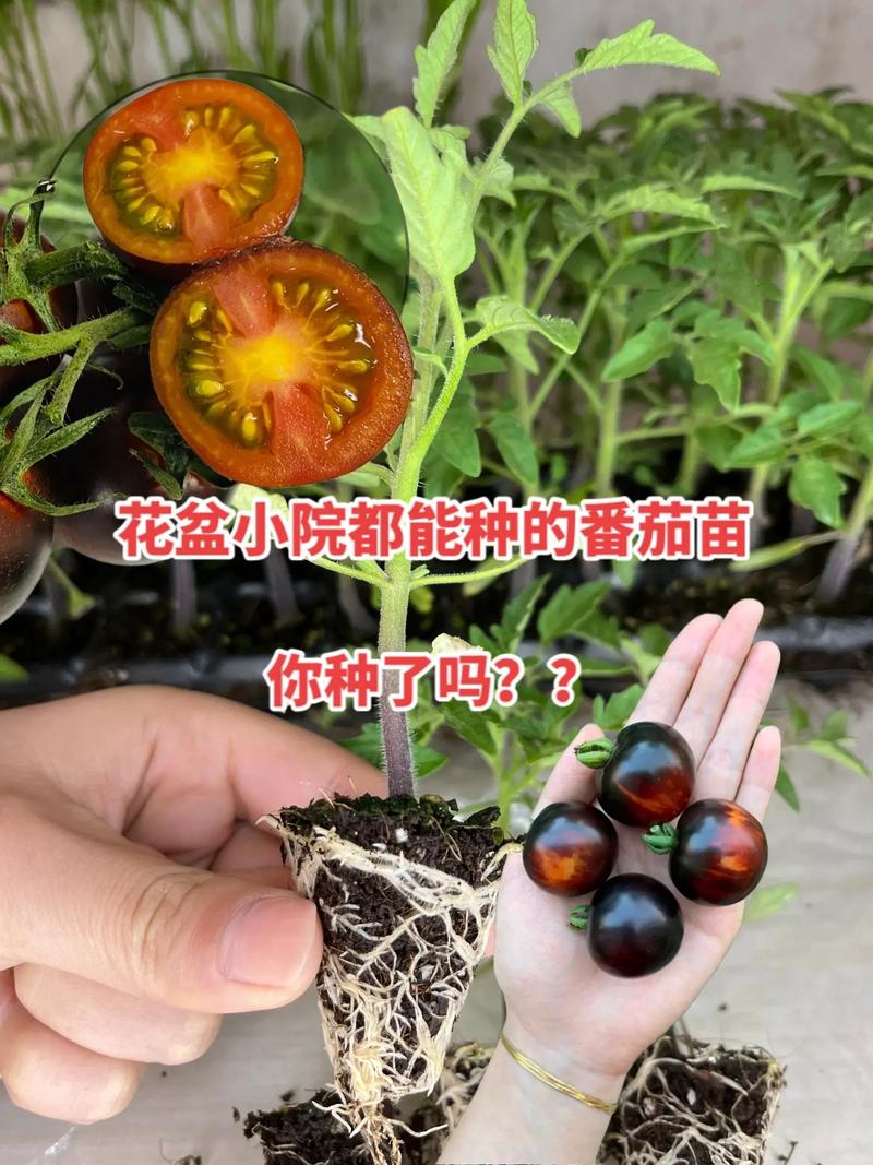 种西红柿苗盆栽方法「番茄怎么盆栽种植好看图片」 种西红柿苗盆栽方法「番茄怎么盆栽种植好看图片」 番茄病虫害防治