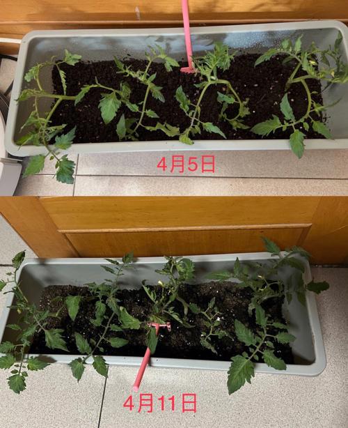 在家用泡沫箱怎么种菜「泡沫箱番茄怎么种植的视频」 在家用泡沫箱怎么种菜「泡沫箱番茄怎么种植的视频」 植物种类