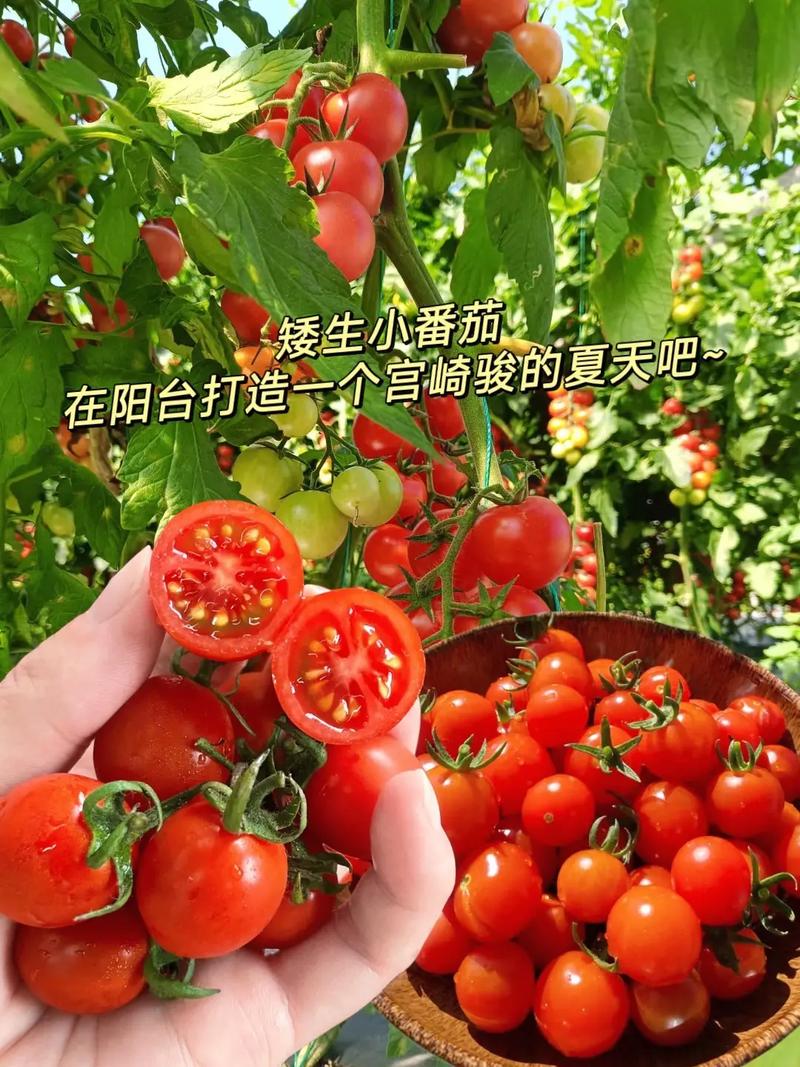 夏天可以种小番茄吗「夏季番茄怎么种植视频」 夏天可以种小番茄吗「夏季番茄怎么种植视频」 农业常识