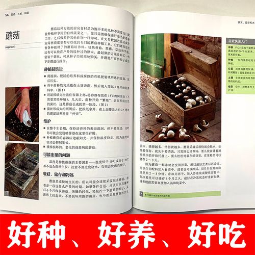 普罗旺斯番茄的莳植本领,普罗旺斯番茄莳植技能。 普罗旺斯番茄的莳植本领,普罗旺斯番茄莳植技能。 番茄种植技巧