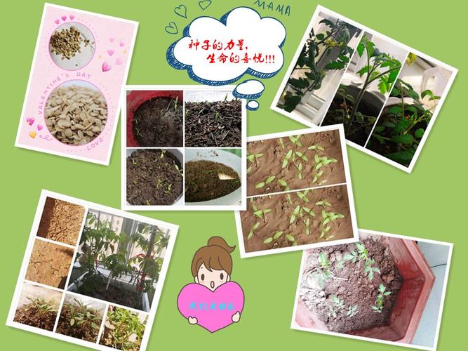 新鲜西红柿种子育苗方法「番茄种子生产过程」 新鲜西红柿种子育苗方法「番茄种子生产过程」 番茄种植技巧