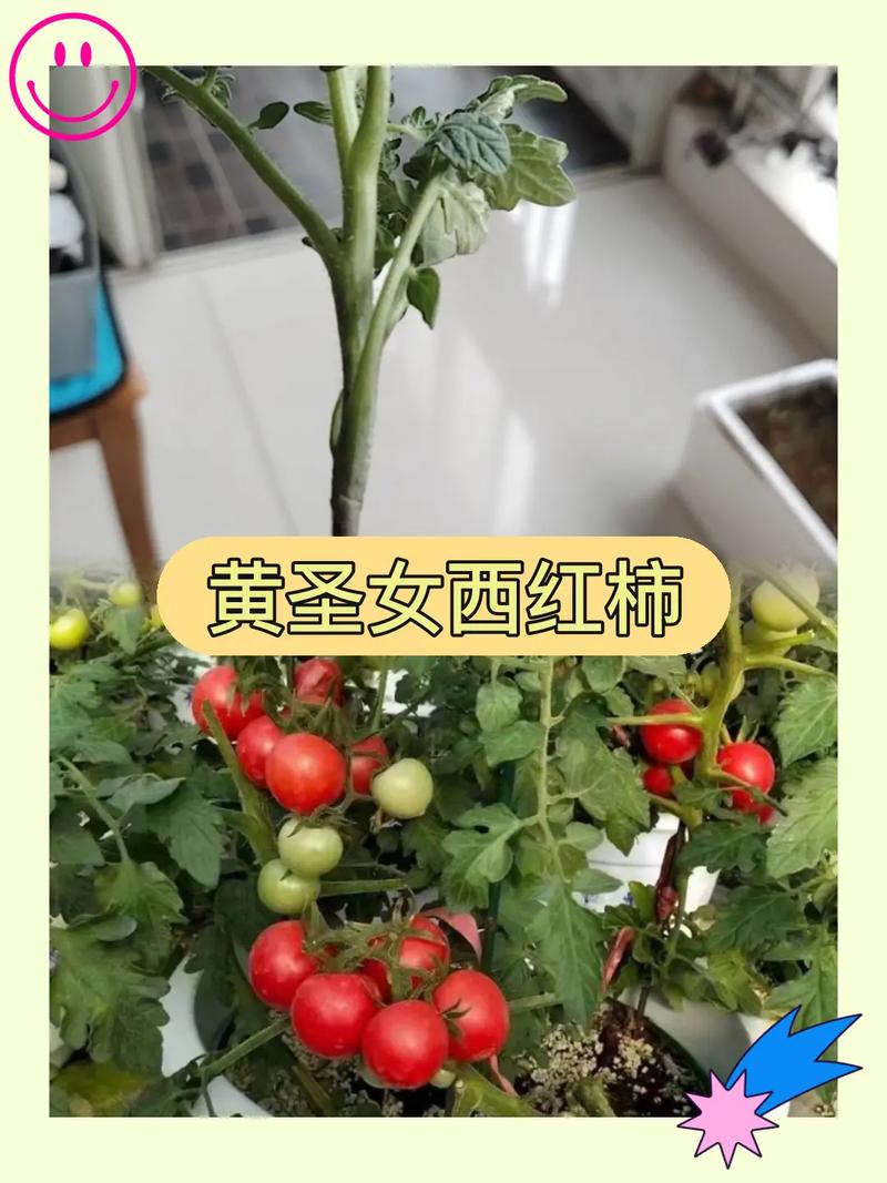 西红柿苗怎么种「水果小番茄秧苗怎么种植视频」 西红柿苗怎么种「水果小番茄秧苗怎么种植视频」 种植技巧