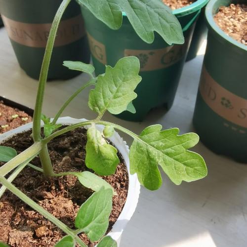 花盆种西红柿没有肥怎么办「水桶番茄怎么种植的」 花盆种西红柿没有肥怎么办「水桶番茄怎么种植的」 土壤施肥