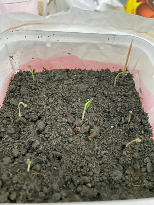 番茄种子怎么催芽播种「番茄种子怎么发芽种植视频」 番茄种子怎么催芽播种「番茄种子怎么发芽种植视频」 土壤施肥