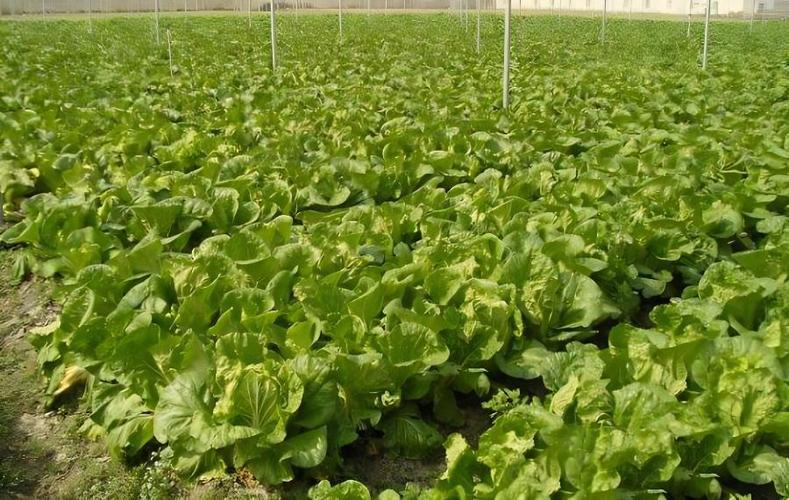 黄淮流域大白菜什么时间种植「矮桩番茄怎么种植视频」 黄淮流域大白菜什么时间种植「矮桩番茄怎么种植视频」 农业常识